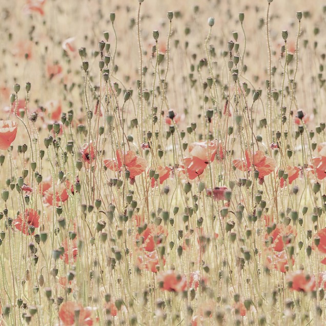Poppies wallpaper in a dining room