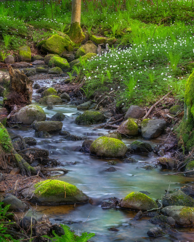 Tapet Stream, Rebel Walls - Imagine a unui pârâu care curge printr-o pădure verde vibrantă.