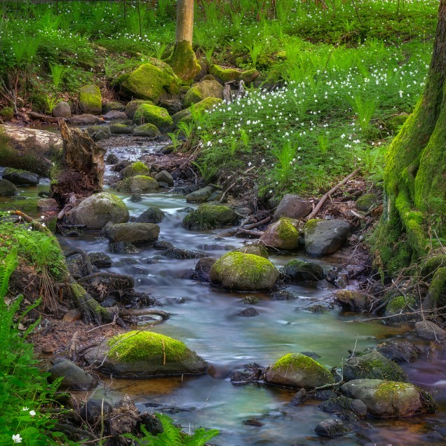 Tapet Stream, Rebel Walls - Imagine a unui pârâu care curge printr-o pădure verde vibrantă.