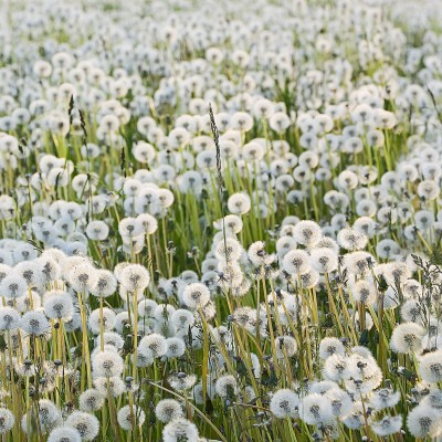 Dandelion wallpaper, featuring a close-up image of a field of dandelions, with their fluffy white seed heads standing tall against a backdrop of green grass.