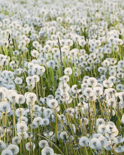 Dandelion wallpaper, featuring a close-up image of a field of dandelions, with their fluffy white seed heads standing tall against a backdrop of green grass.