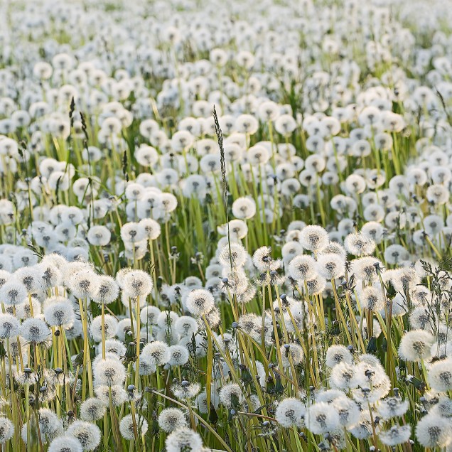 Dandelion wallpaper, featuring a close-up image of a field of dandelions, with their fluffy white seed heads standing tall against a backdrop of green grass.