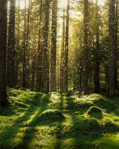 Tapet Forest Bath cu o imagine cu o pădure verde luxuriantă