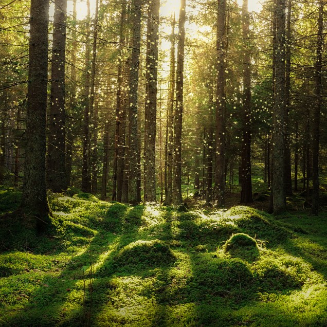 Tapet Forest Bath cu o imagine cu o pădure verde luxuriantă