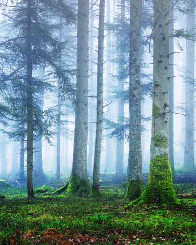 Tapet Blue Forest cu un design de pădure înveșmântată în ceață