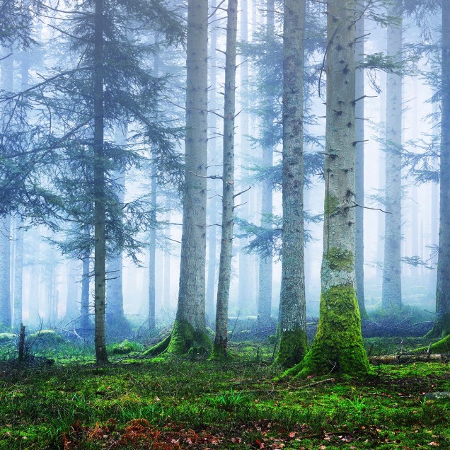 Tapet Blue Forest cu un design de pădure înveșmântată în ceață