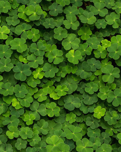 Tapet 3D cu trifoi verde, perfect pentru a crea o atmosferă relaxantă și vibrantă în casa ta.