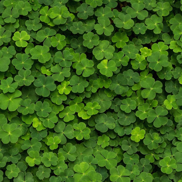 Tapet 3D cu trifoi verde, perfect pentru a crea o atmosferă relaxantă și vibrantă în casa ta.