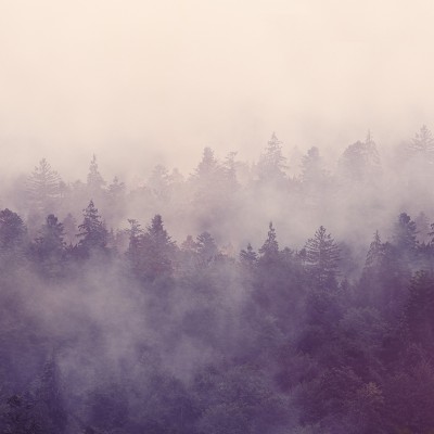 Tapet Fir Forest, Rebel Walls