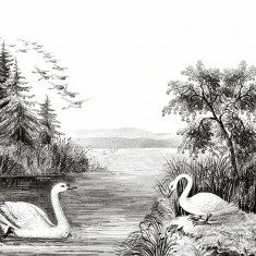 Fototapet Swan Lake, personalizat, Rebel Walls