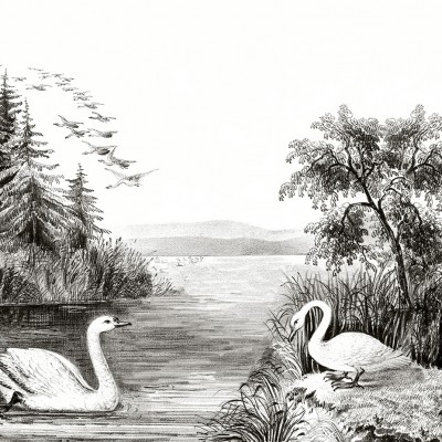 Tapet Swan Lake cu un design clasic in alb si negru cu lebada si padurea