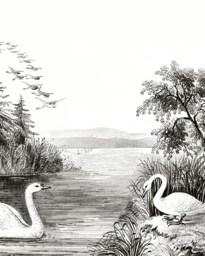 Tapet Swan Lake cu un design clasic in alb si negru cu lebada si padurea