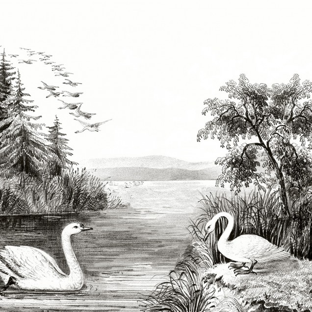 Tapet Swan Lake cu un design clasic in alb si negru cu lebada si padurea