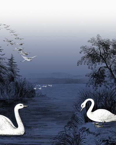 Tapet Swan Lake, Nightfall cu un design elegant, cu o nuanță de albastru subtil și ilustrații cu lebede albe pe un lac.