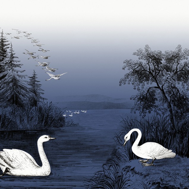 Tapet Swan Lake, Nightfall cu un design elegant, cu o nuanță de albastru subtil și ilustrații cu lebede albe pe un lac.