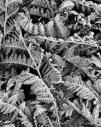 Tapet 3D Frost Leaf, cu un design minimalist de frunze de ferigă înghețate, ideal pentru un decor modern.