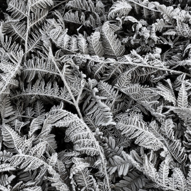 Tapet 3D Frost Leaf, cu un design minimalist de frunze de ferigă înghețate, ideal pentru un decor modern.