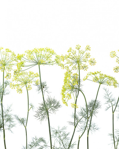 Tapet 3D Crown Of Dill cu un design minimalist de mărar