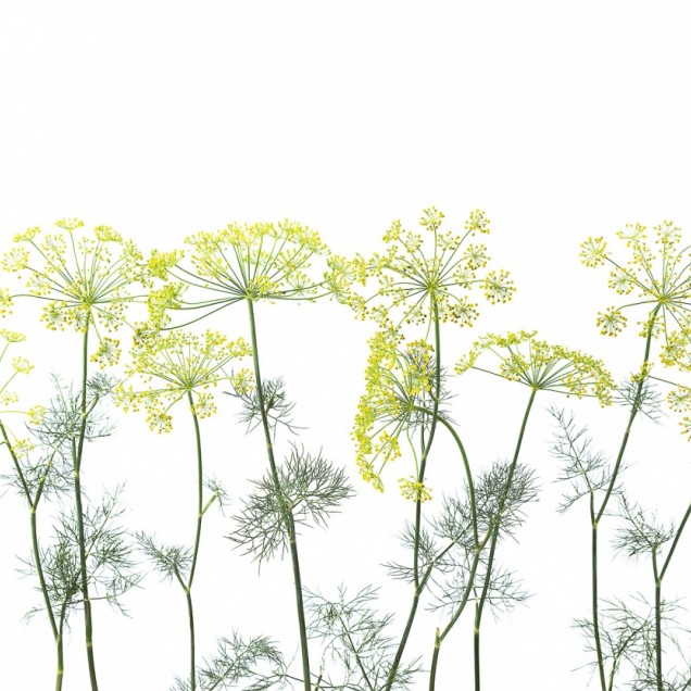 Tapet 3D Crown Of Dill cu un design minimalist de mărar