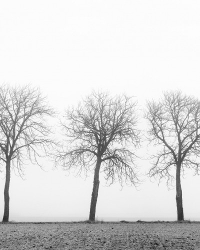Tapet 3D Tree Soldiers cu design minimalist și modern.