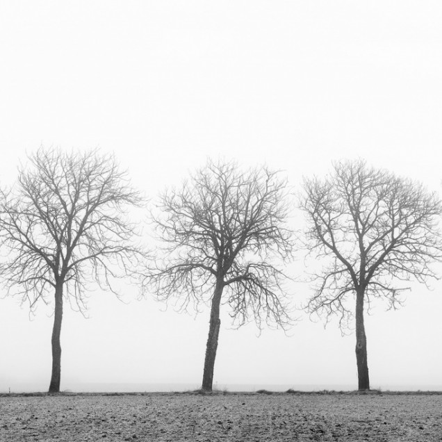 Tapet 3D Tree Soldiers cu design minimalist și modern.