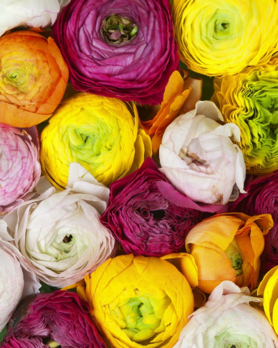 Tapet 3D cu flori Ranunculus