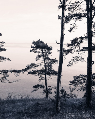 Tapet 3D Old Pine Trees, Rebel Walls