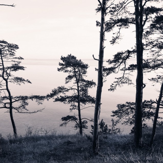 Tapet 3D Old Pine Trees, Rebel Walls