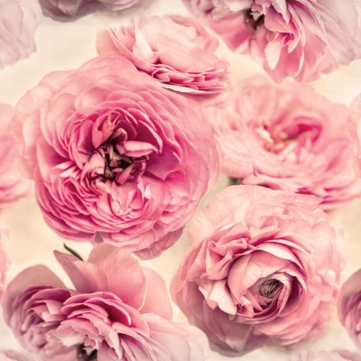Tapet 3D cu flori roz delicate, perfect pentru a decora un dormitor, living sau baie.