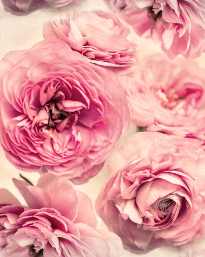 Tapet 3D cu flori roz delicate, perfect pentru a decora un dormitor, living sau baie.