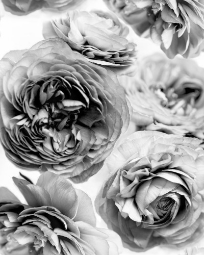 Summer Wind, Black and White, Rebel Walls