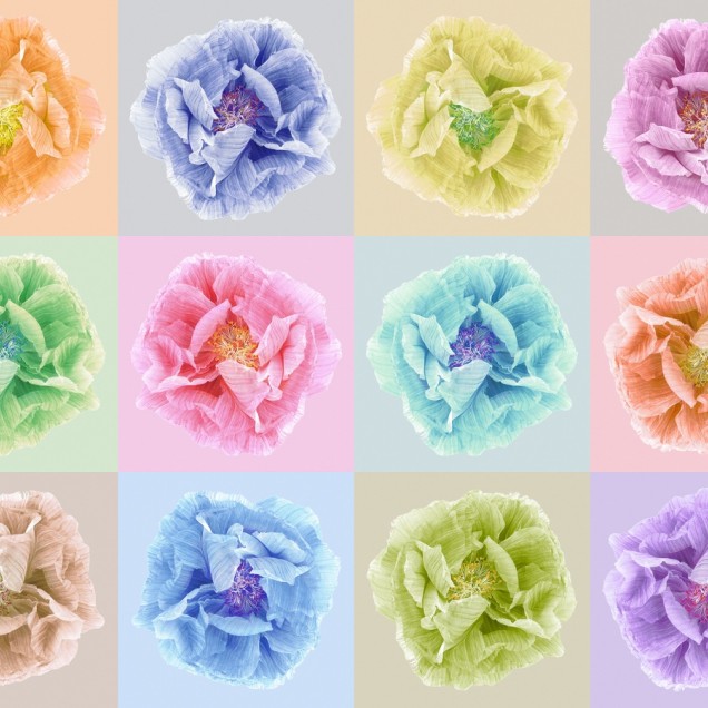 Tapet 3D cu flori mari, Poppy Art