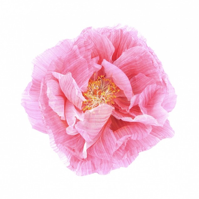 Tapet floral cu un mac roz, in camera de dining