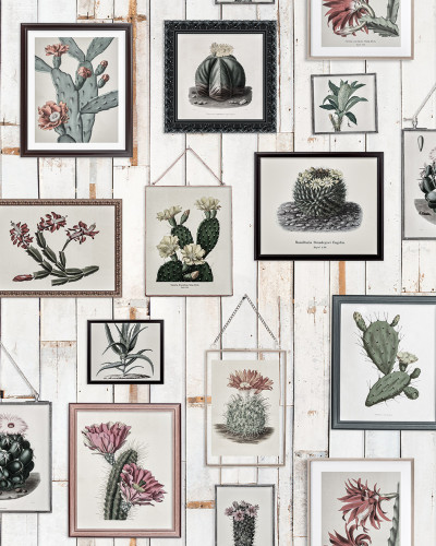 Tapet de perete cu design vintage, prezentând o colecție de cactuși încadrați pe un fundal de lemn alb.