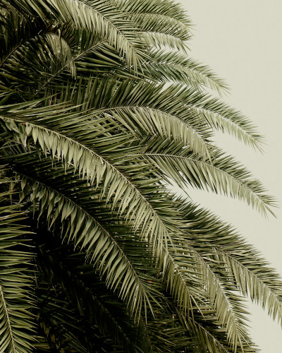 Tapet 3D cu frunze de palmier, decorare perete pentru un design tropical elegant