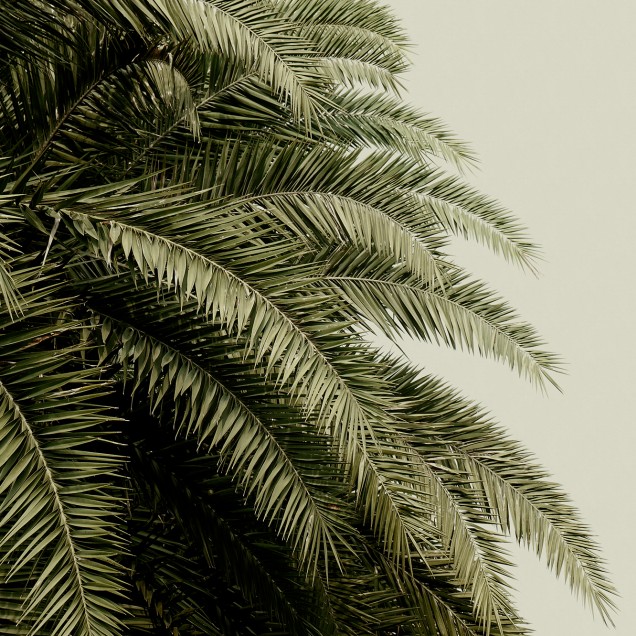 Tapet 3D cu frunze de palmier, decorare perete pentru un design tropical elegant