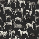 Dogs, Harlequin, Rebel Walls