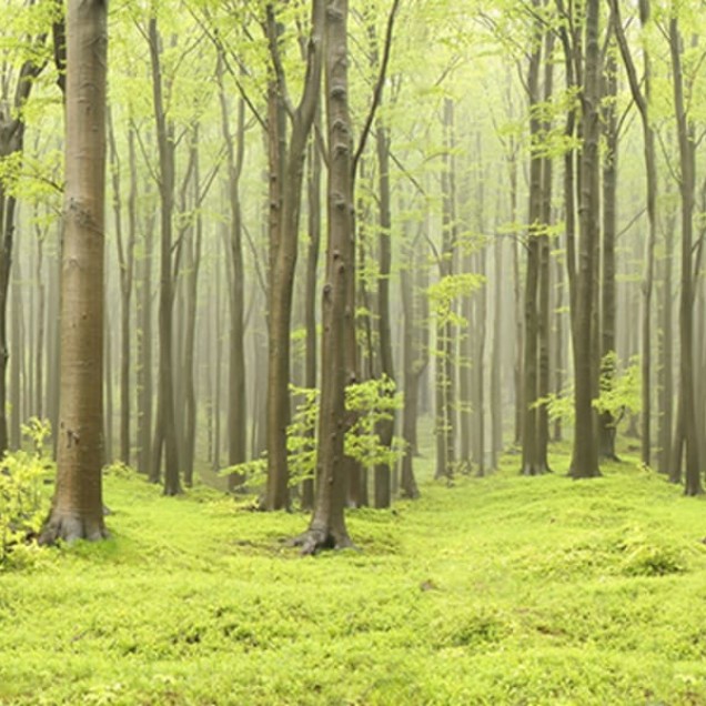 Tapet 3D cu o pădure densă, cu copaci înalți și verdeață luxuriantă, perfect pentru a crea o atmosferă relaxantă și primitoare.
