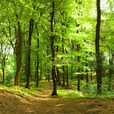Tapet cu padure verde