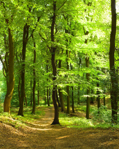 Tapet cu padure verde