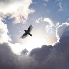 Foto tapet 3D Free as a Bird, personalizat, Rebel Walls