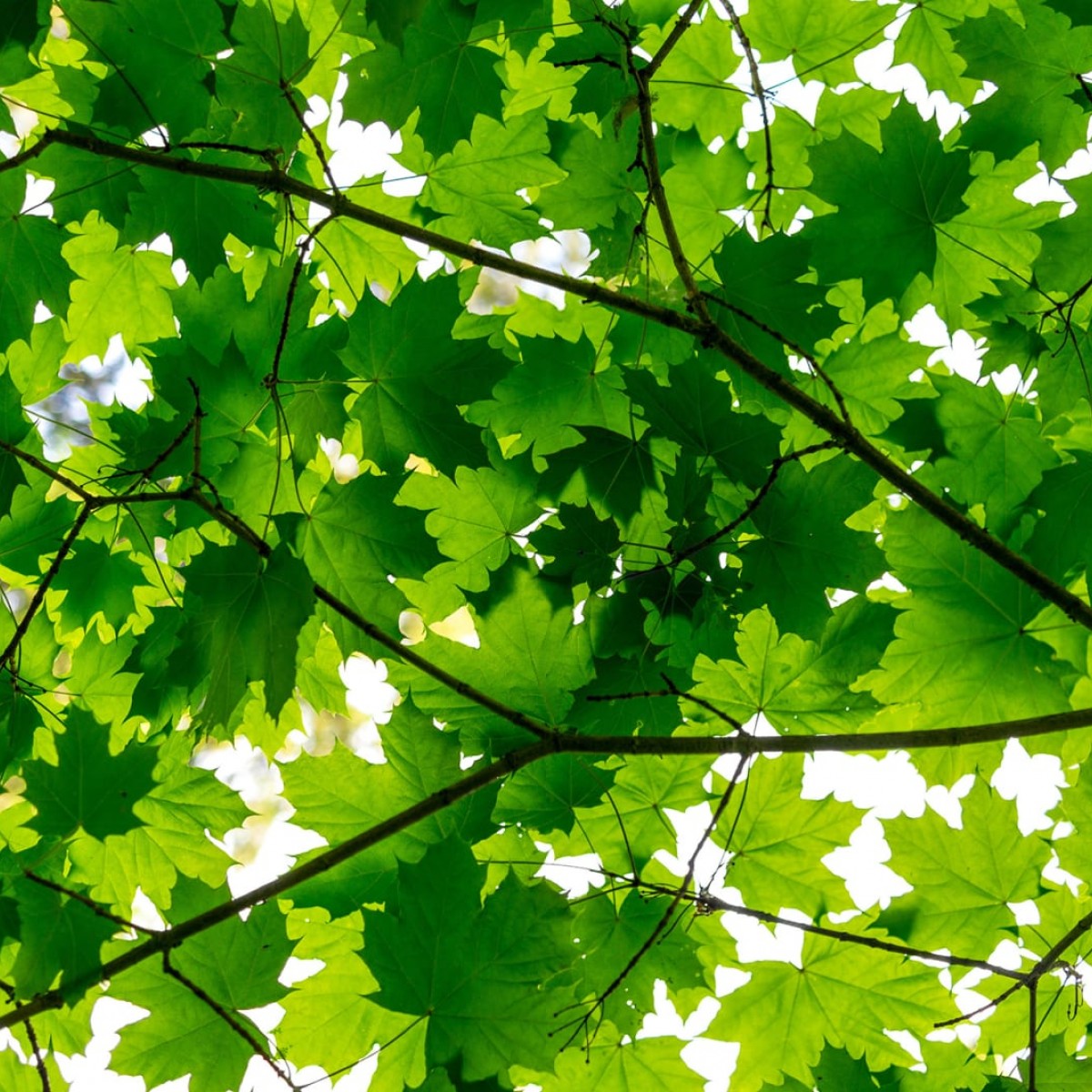 Fototapet Rebel Walls RBW-R10181. Conține culorile: Verde, Verde Frunză, Verde, Verde-Galben, Verde, Verde Sticlă, Verde, Verde Mai, Galben, Galben Sulfuric