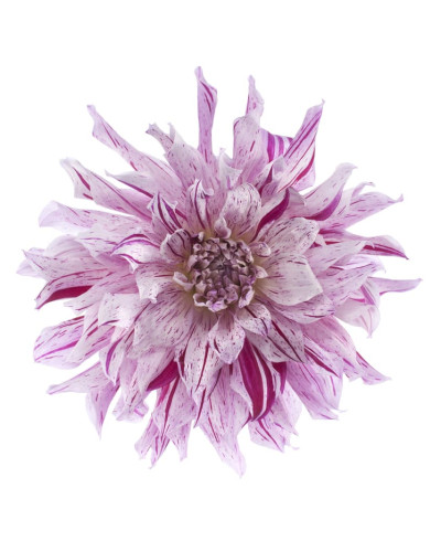 Tapet cu o floare roz delicata, perfect pentru a decora dormitorul sau livingul
