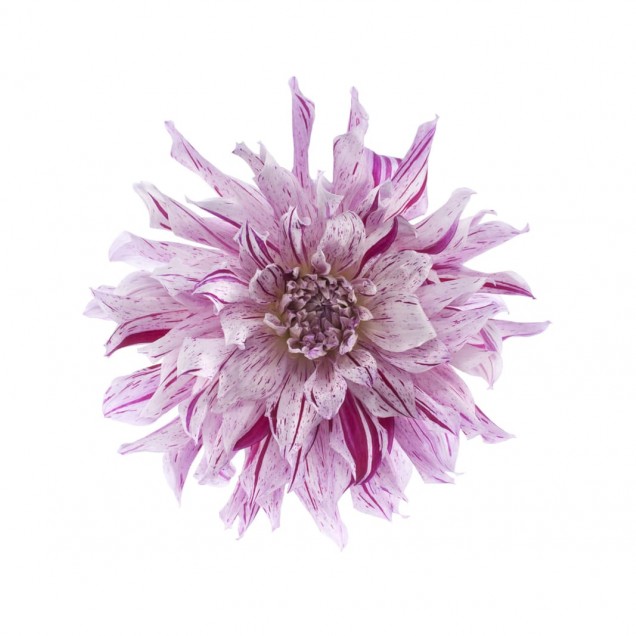 Tapet cu o floare roz delicata, perfect pentru a decora dormitorul sau livingul