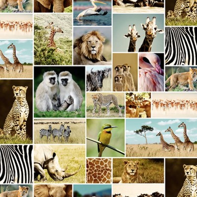 Tapet Africa cu imagini de animale sălbatice, girafe, lei, ghepardi, zebre.