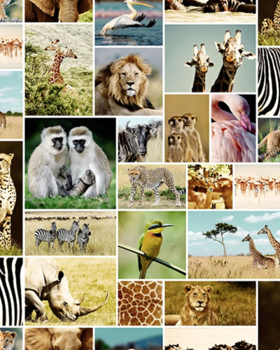 Tapet Africa cu imagini de animale sălbatice, girafe, lei, ghepardi, zebre.