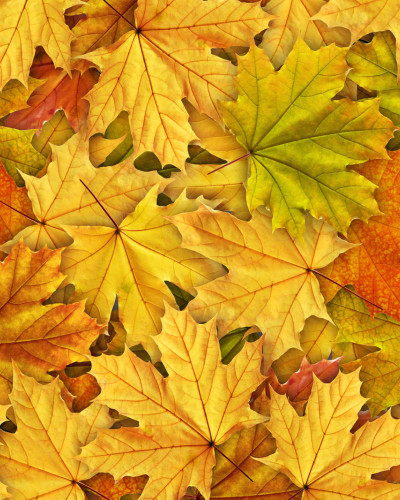 Autumn Leaves,  cu un design simplu şi elegant, perfect pentru a crea un spaţiu primitor şi confortabil.
