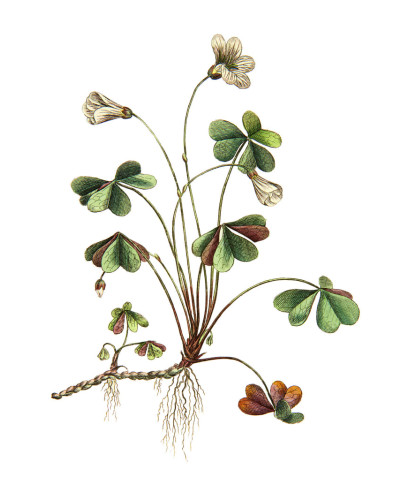 Tapet cu un design botanic cu flori și frunze verzi pe fundal alb.