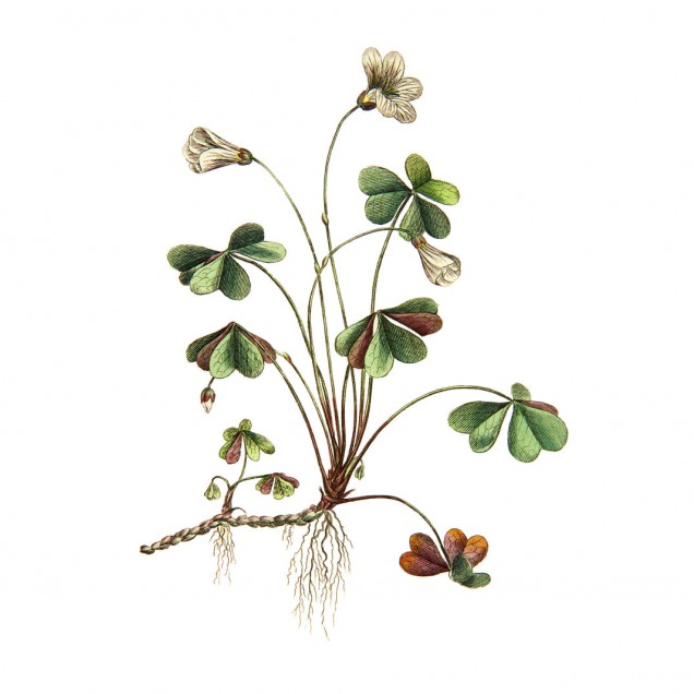 Tapet cu un design botanic cu flori și frunze verzi pe fundal alb.