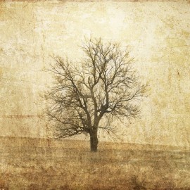 Fototapet The Lonely Tree, personalizat, Rebel Walls